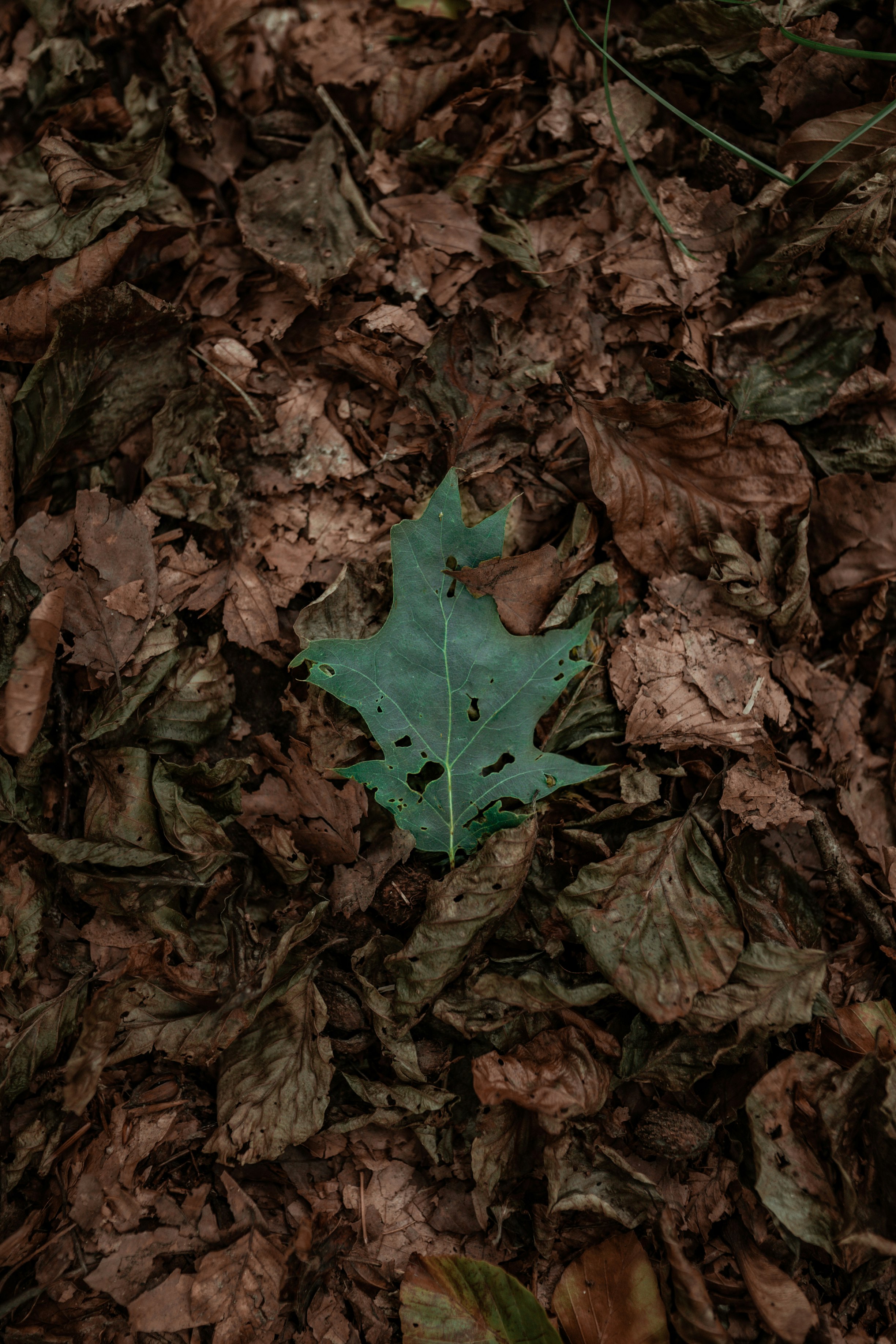 red maple leaf on brown leaves